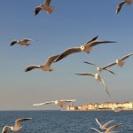 piran_galebi_navpicna_2826_orig