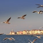 piran_galebi_vodoravna_2827_orig