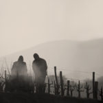 BATI¨ VINEYARD – WINTER