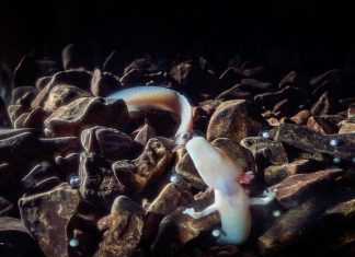 A record-breaking achievement of Postojna Cave’s baby dragons