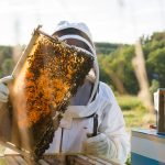 Beekeeper in white protective suit holding bee frame or honeycomb