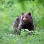 F001783-20_medved_4141_orig_jpg-photo-s