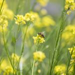 F010166-cebela_na_cvetju_jost_gantar-photo-m