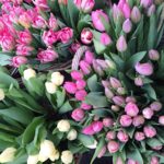 Flower Market Ljubljana