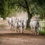 Horse Release 1