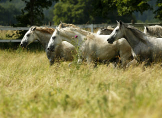 Lipica, Lipizzaner horses