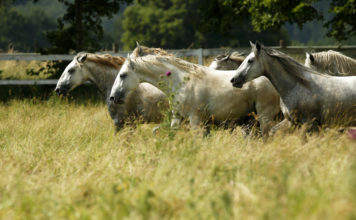 Lipica, Lipizzaner horses