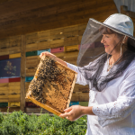 SLOVENIA-WITH-INTOURS-DMC-Beekeeping-foto_Slovenia-Info_Jost-Gantar