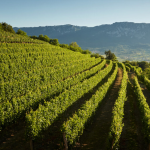 SLOVENIA-WITH-INTOURS-DMC-Wineyards_foto_Vina-Ferjancic