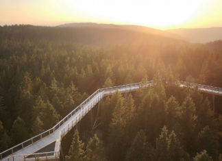 Novo doživetje: Pot med krošnjami na Rogli The Pohorje Treetop Walk, photo by UKOM