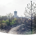 drevozacerje_A4_glava_slika_bela_fleha