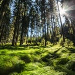 F004352-tnp_014_forests_on_pokljuka_plateau_photo_ales_zdesar_orig_jpg-photo-m