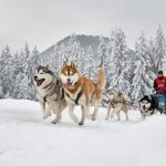 Slad dogs race